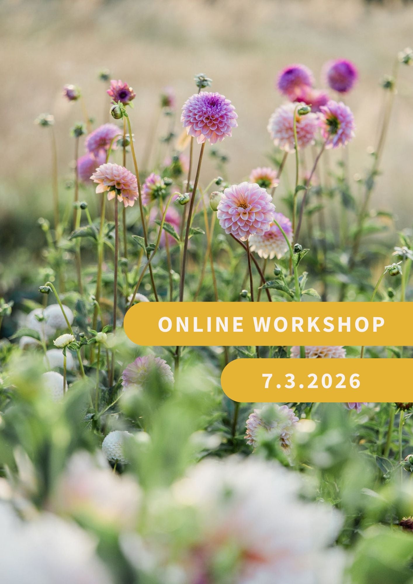 Živý online workshop z farmy: Úspešné pestovanie georgín (dálií)