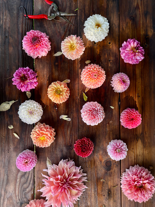 MASTERCLASS: Úspešné pestovanie georgín