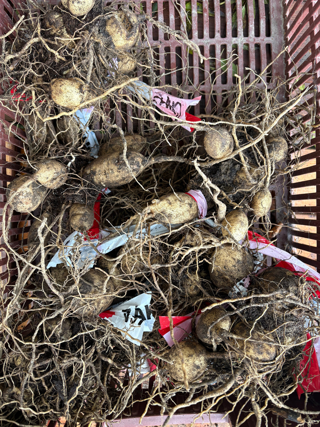 Uskladnenie georgín