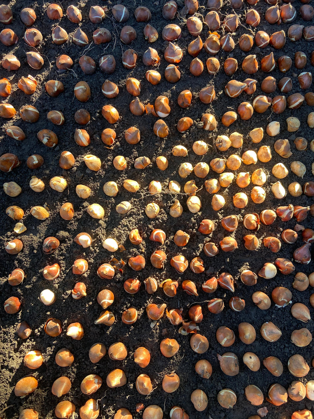 Výsadba cibuľovín