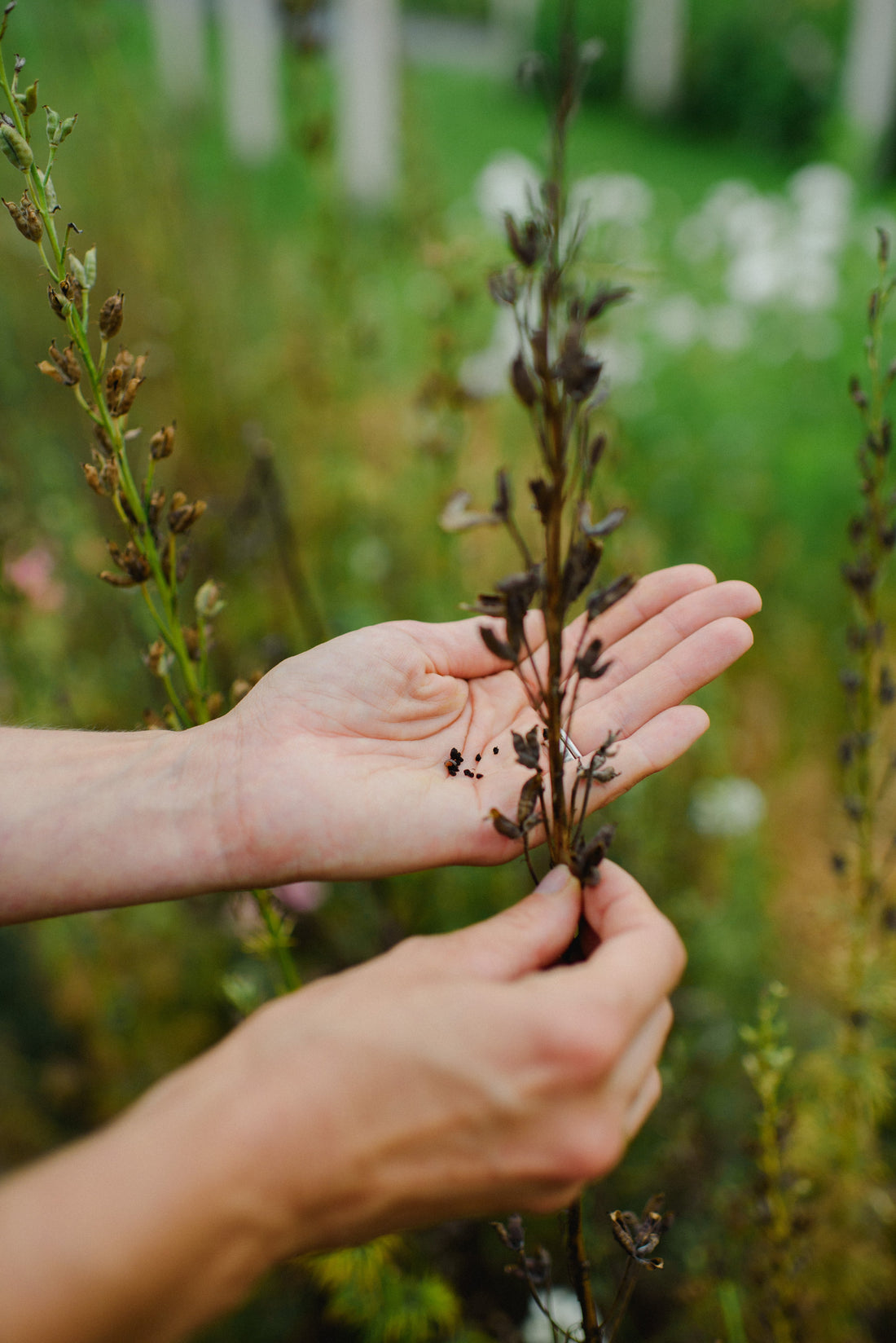 Zber semien z vlastných kvetov