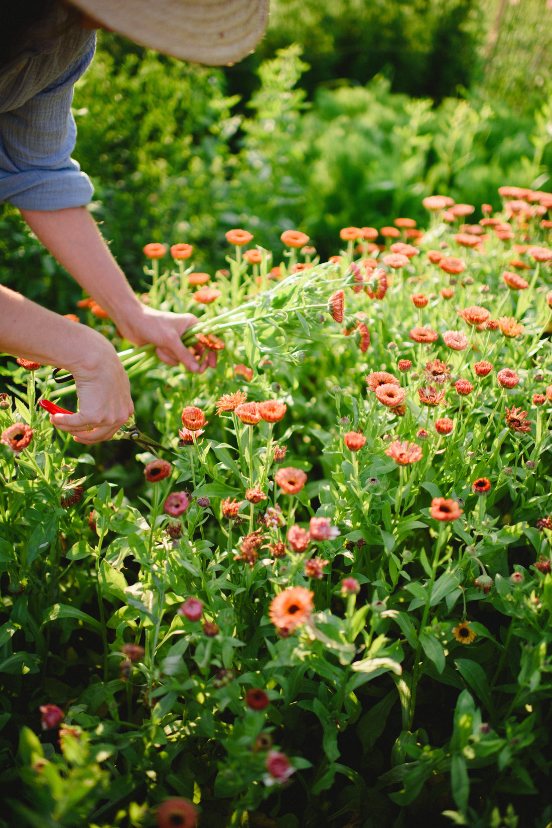 Vysievame odolné letničky