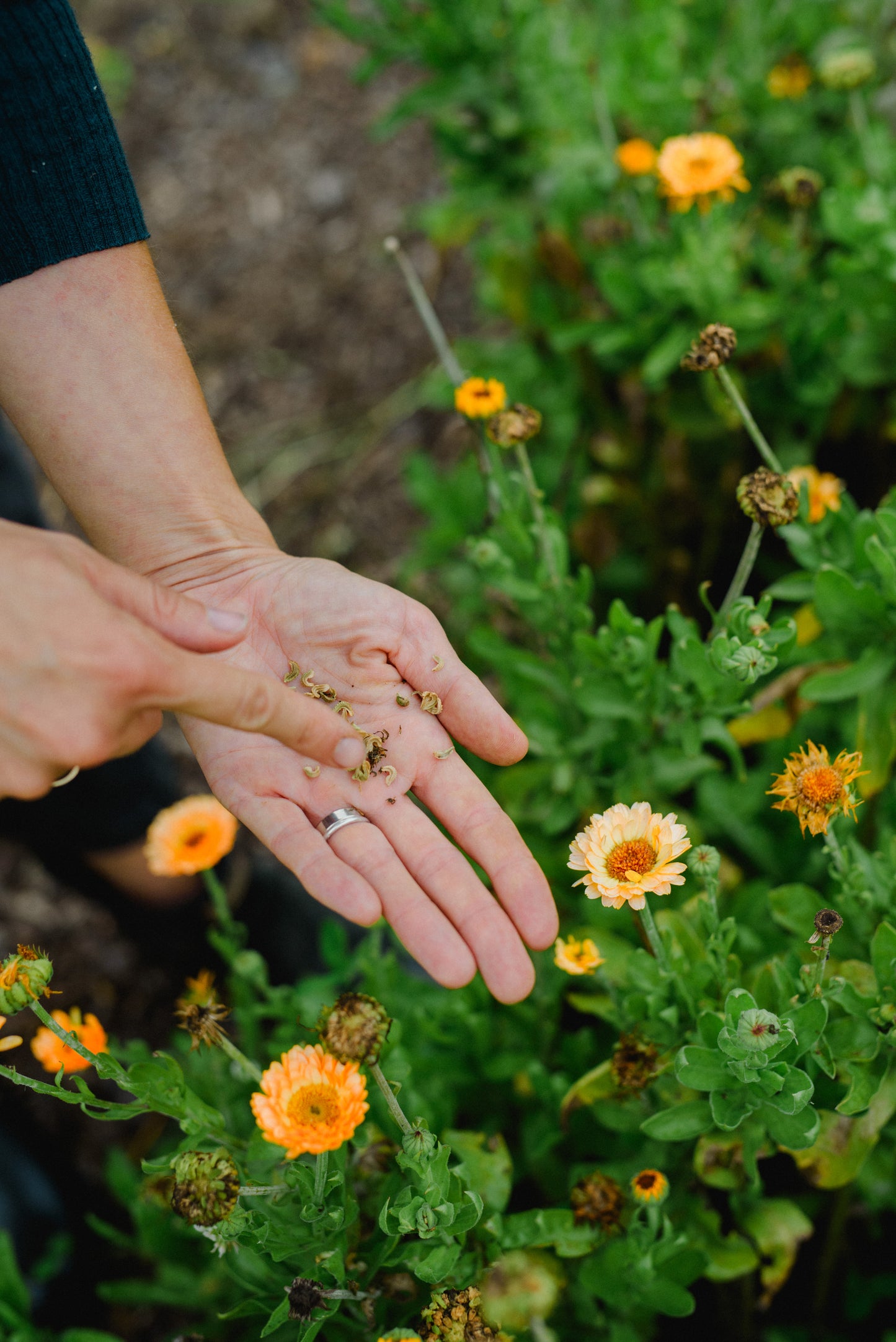 Workshop SAShE v Tržnici & La Borinka: Pestovanie kvetov pre celú rodinu