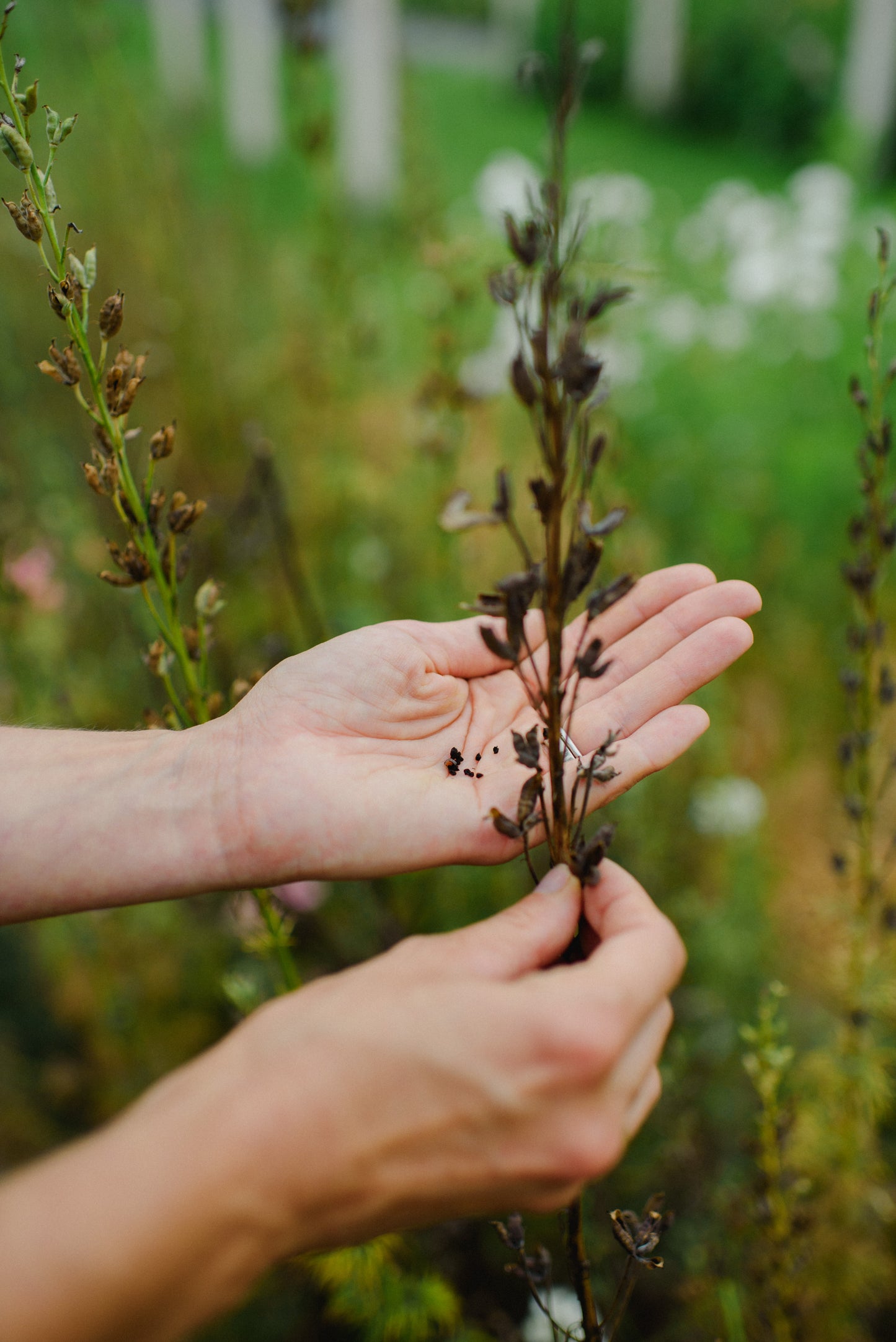 Workshop SAShE v Tržnici & La Borinka: Pestovanie kvetov pre celú rodinu