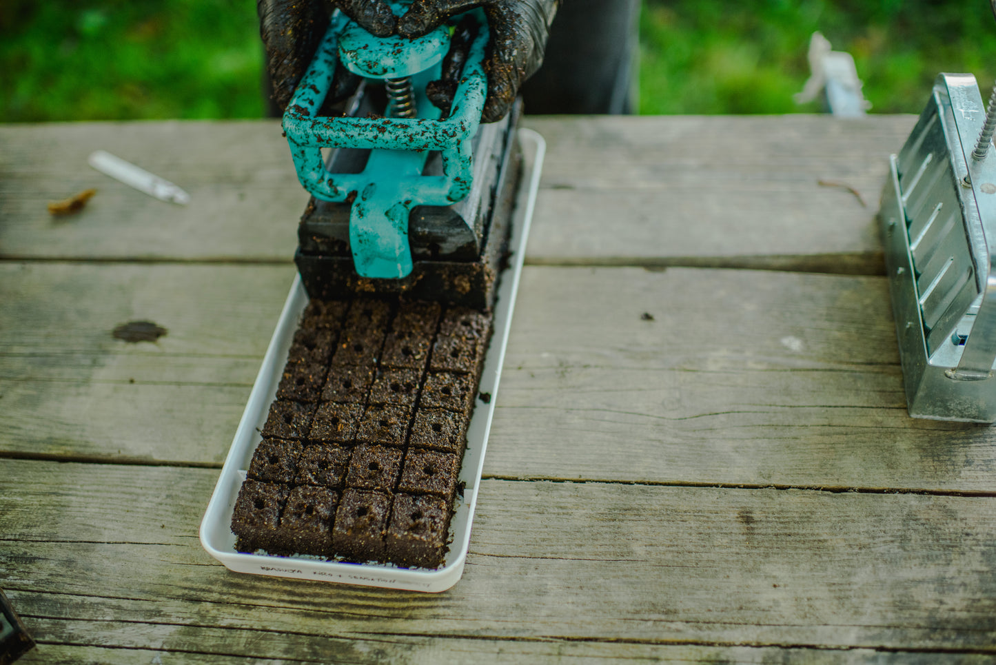 Workshop SAShE v Tržnici & La Borinka: Pestovanie kvetov pre celú rodinu