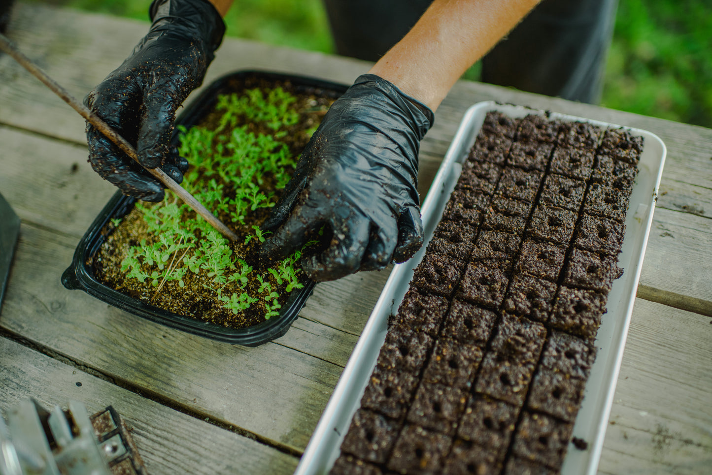 Workshop SAShE v Tržnici & La Borinka: Pestovanie kvetov pre celú rodinu